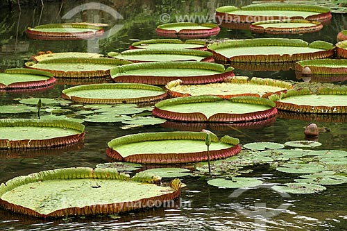  Subject: Victoria regia (Victoria amazonica) - also known as Amazon Water Lily or Giant Water Lily - at the Botanical Garden / Place: Rio de Janeiro City - Rio de Janeiro State (RJ) - Brazil / Date: 04/2011 