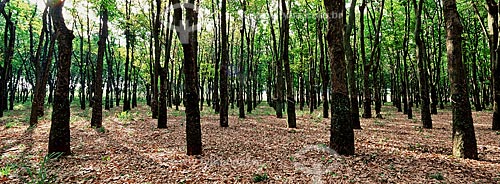  Subject: Rubber plantation / Place: Colina city - Sao Paulo state (SP) - Brazil / Date: 2000 
