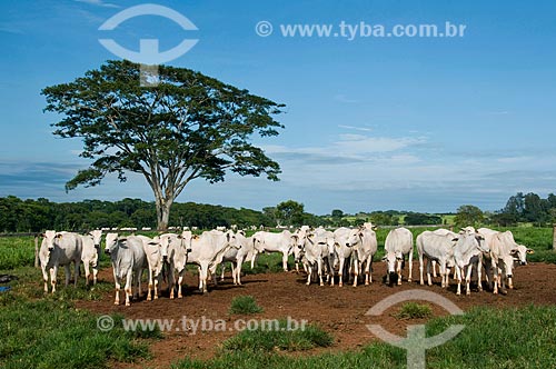  Subject: Nelore cattle in a paddock / Place: Colina city - Sao Paulo state (SP) - Brazil / Date: 03/2010 