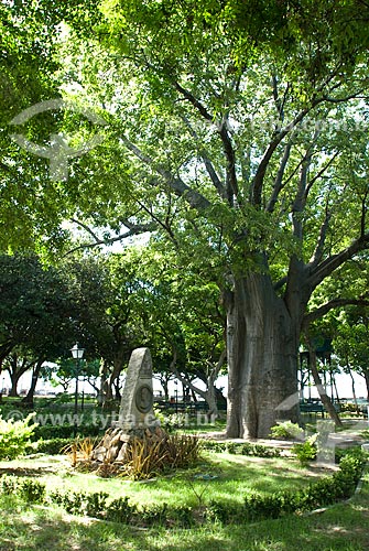  Subject: Baobab Baobab and monument to Baron Studart in Martyrs Square / Place: Fortaleza city - Ceara state (CE) - Brazil / Date: 04/2010 