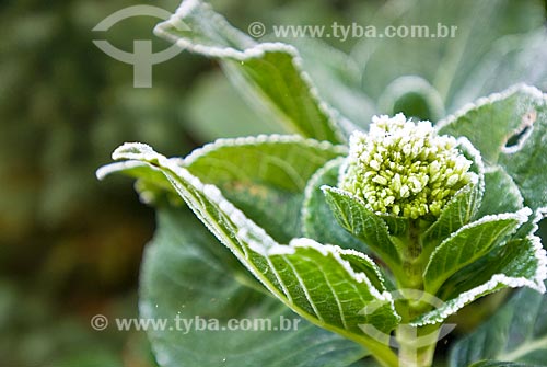  Subject: Hydrangea leaf - Hydrangea macrophylla / Place: Canela city - Rio Grande do Sul state (RS) - Brazil / Date: 05/2008 