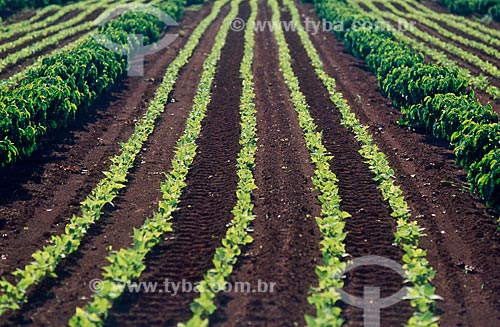  Subject: Crop rotation - planting of coffee and bean / Place: Luziânia city - Goias state (GO) - Brazil / Date: 2009 