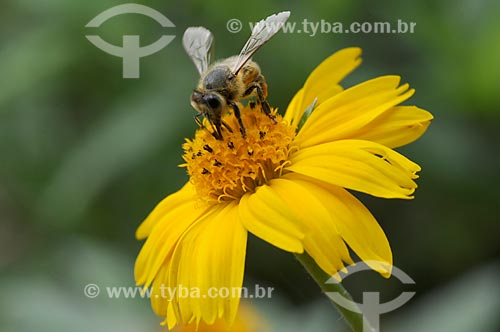  Subject: Bee on yellow flower / Place: Petrópolis city - Rio de Janeiro state (RJ)- Brazil / Date: 01/2009 
