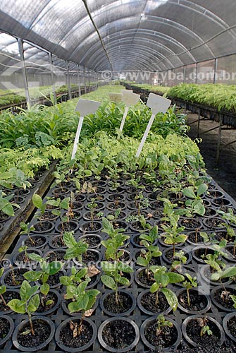  Subject: Greenhouse for growing plants for reforestation / Place: Aimores city - Minas Gerais state (MG) - Brazil / Date: 04/2007 