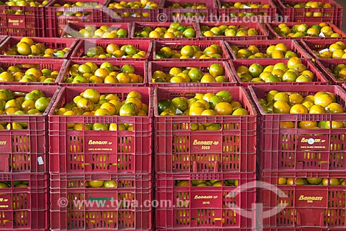  Subject: Storage of oranges boxes in a citrus selection hangar for market / Place: Limeira city - Sao Paulo state (SP) - Brazil / Date: 09/2010 