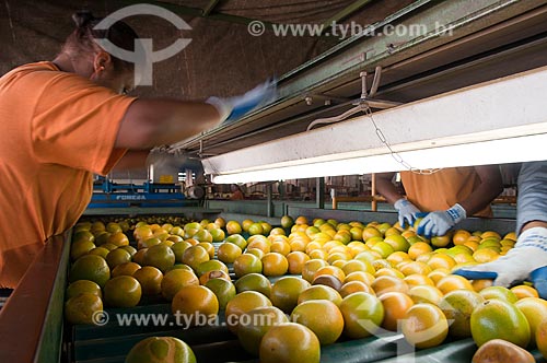  Subject: Selection hangar of citrus for market  / Place: Limeira city - Sao Paulo state (SP) - Brazil / Date: 09/2010 