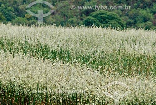  Subject: Planting Oats / Place: Passo Fundo city - Rio Grande do Sul state (RS) - Brazil / Date: 05/2011 
