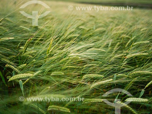  Subject: Planting of Barley / Place: Passo Fundo city - Rio Grande do Sul state (RS) - Brazil / Date: 2007 