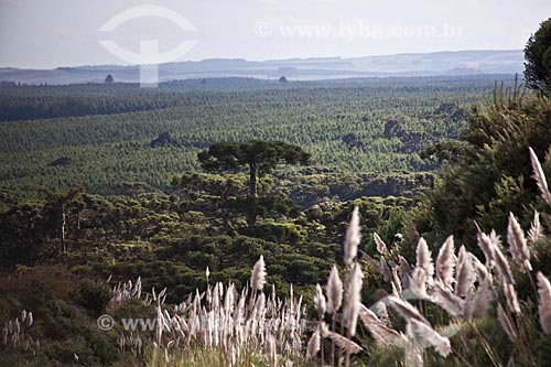  Subject: Campim-dos-pampas and vegetation - view from Highway RS-235 / Place: Rio Grande do Sul state (RS) - Brazil / Date: 03/2011 