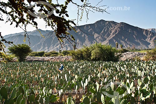  Subject: Cactus infected with Cochonilla for the production of enamel colorants / Place: Nasca - Department of Ica - Peru -South America / Date: 20/05/2011 