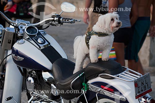  Subject: Dog on top of motorcycle / Place: Ipanema neighborhood - Rio de Janeiro city - Rio de Janeiro state (RJ) - Brazil / Date: 02/2011 