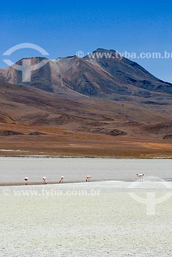  Subject: Laguna Hedionda - Eduardo Avaroa National Reserve - The path to the Salar de Uyuni / Place: Bolivia - South America / Date: 01/2011 