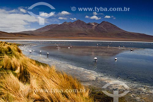  Subject: Flamingos in Laguna Canapas - Eduardo Avaroa Andean Fauna National Reserve  / Place: Bolivia - South America / Date: 01/2011 