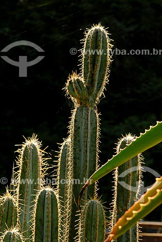  Subject: Cactus / Place: Botanical Garden neighborhood - Rio de Janeiro city - Rio de Janeiro state (RJ) - Brazil / Date: 11/2010 