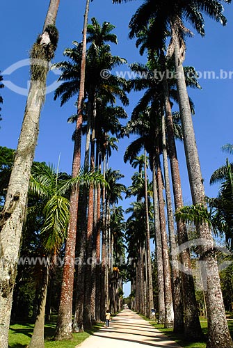  Subject: Royal palms in the Botanical Garden / Place: Botanical Garden neighborhood - Rio de Janeiro city - Rio de Janeiro state (RJ) - Brazil / Date: 11/2010 