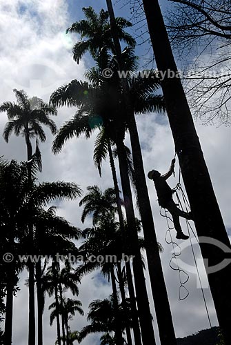  Subject: Man climbing Royal palm in the Botanical Garden / Place: Botanical Garden neighborhood - Rio de Janeiro city - Rio de Janeiro state (RJ) - Brazil / Date: 11/2010 