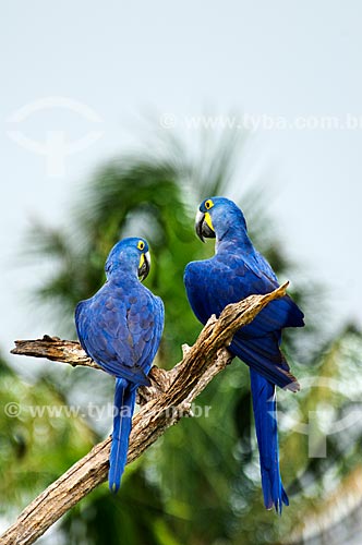  Subject: Couple of Wild Hyacinth Macaw (Anodorhynchus hyacinthinus) / Place: Corumba city - Mato Grosso do Sul state (MS) - Brazil / Date: 10/2010 