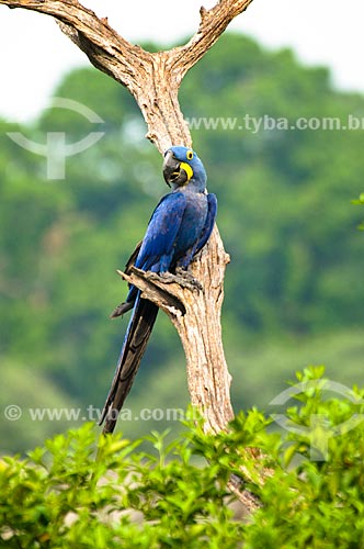  Subject: Wild Hyacinth Macaw (Anodorhynchus hyacinthinus) / Place: Corumba city - Mato Grosso do Sul state (MS) - Brazil / Date: 10/2010 