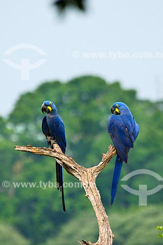  Subject: Couple of Wild Hyacinth Macaw (Anodorhynchus hyacinthinus) / Place: Corumba city - Mato Grosso do Sul state (MS) - Brazil / Date: 10/2010 