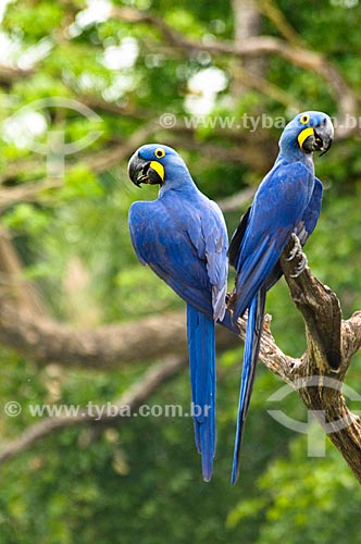  Subject: Couple of Wild Hyacinth Macaw (Anodorhynchus hyacinthinus) / Place: Corumba city - Mato Grosso do Sul state (MS) - Brazil / Date: 10/2010 