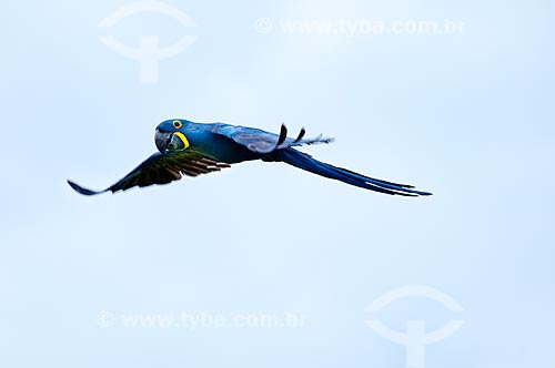  Subject: Wild Hyacinth Macaw (Anodorhynchus hyacinthinus) flying / Place: Corumba city - Mato Grosso do Sul state (MS) - Brazil / Date: 10/2010 