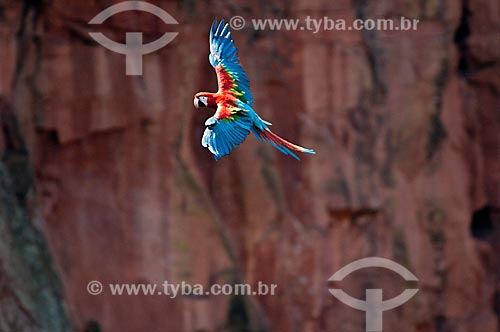  Subject: Red-and-green Macaw (Ara chloropterus) flying / Place: Jardim city - Mato Grosso do Sul state (MS) - Brazil / Date: 10/2010 