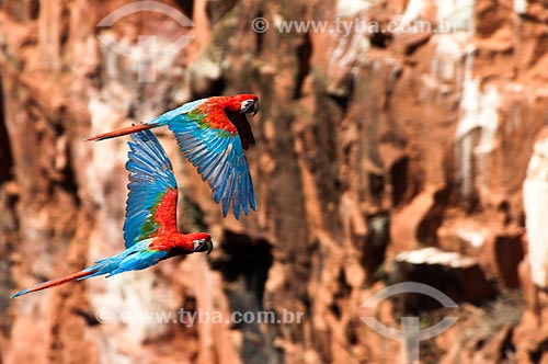  Subject: Red-and-green Macaw (Ara chloropterus) flying / Place: Jardim city - Mato Grosso do Sul state (MS) - Brazil / Date: 10/2010 