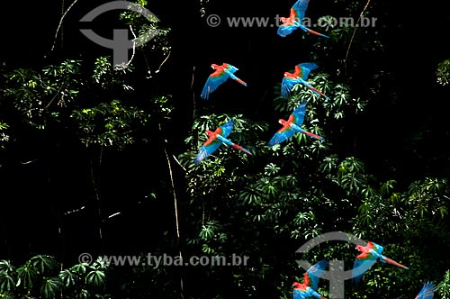  Subject: Red-and-green Macaw (Ara chloropterus) flying / Place: Jardim city - Mato Grosso do Sul state (MS) - Brazil / Date: 10/2010 
