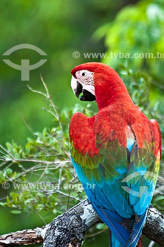  Subject: Red-and-green Macaw (Ara chloropterus) / Place: Jardim city - Mato Grosso do Sul state (MS) - Brazil / Date: 10/2010 