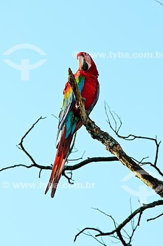  Subject: Red-and-green Macaw (Ara chloropterus) / Place: Jardim city - Mato Grosso do Sul state (MS) - Brazil / Date: 10/2010 