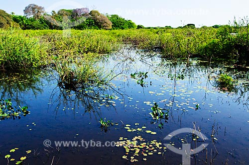  Subject: Pantanal wetland / Place: Corumba city - Mato Grosso do Sul state (MS) - Brazil / Date: 10/2010 