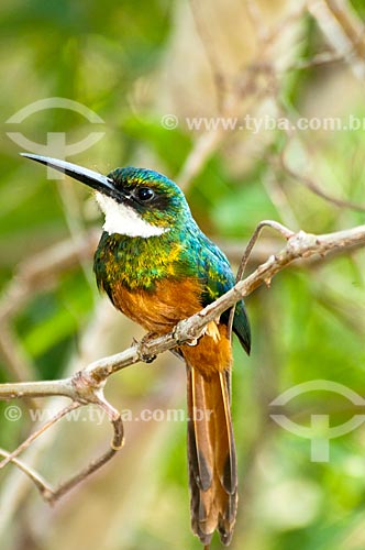  Subject: Rufous-tailed Jacamar (Galbula ruficauda) - Pantanal Matogrossense / Place: Mato Grosso do Sul state (MS) - Brazil / Date: 10/2010 