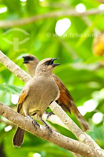  Subject: Bay-winged Cowbird (Agelaioides badius) - Pantanal Matogrossense / Place: Corumba city - Mato Grosso do Sul state (MS) - Brazil / Date: 10/2010 