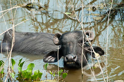  Subject: Water Buffalo (Bubalus bubalis) - Pantanal Matogrossense / Place: Corumba city - Mato Grosso do Sul state (MS) - Brazil / Date: 10/2010 