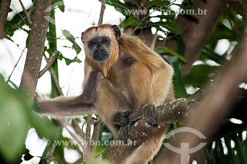  Subject: Brown Howler also known as Brown Howling Monkey (Alouatta guariba) - Pantanal Matogrossense / Place: Corumba city - Mato Grosso do Sul state (MS) - Brazil / Date: 10/2010 