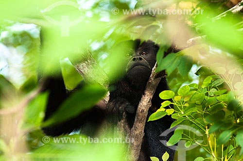  Subject: Brown Howler also known as Brown Howling Monkey (Alouatta guariba) - Pantanal Matogrossense / Place: Corumba city - Mato Grosso do Sul state (MS) - Brazil / Date: 10/2010 