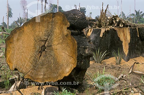  Subject: Deforestation in the Amazon / Place: Amazonas state (AM) - Brazil / Date: 2003 