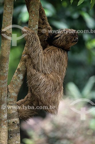  Subject: Maned sloth / Place: Amazonas state (AM) - Brazil / Date: 2003 