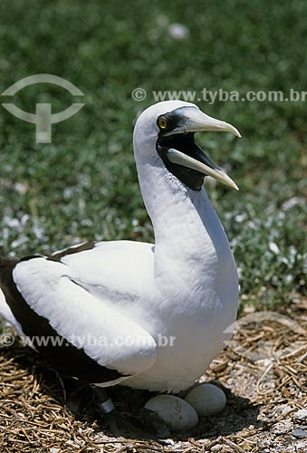  Subject: Masked Booby (dactylatra Sula) in the Abrolhos National Marine Park / Place: Abrolhos - Bahia state (BA) - Brazil / Date: 2003 
