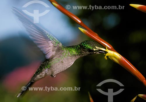  Subject: Hummingbird pollinating bromeliad / Place: Amazonas state (AM) - Brazil / Date: 04/2007 