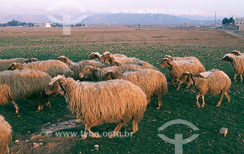  Subject: Sheep farming / Place: Beqaa Valley - Lebanon - Middle East / Date: 2004 