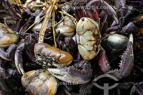  Subject: Crabs - Delta of Parnaiba River / Place: Piaui state (PI) - Brazil / Date: 02/2006 