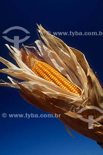  Subject: Cob of corn / Place: Baus district - Costa Rica city - Mato Grosso do Sul state (MS) - Brazil / Date: 2010 