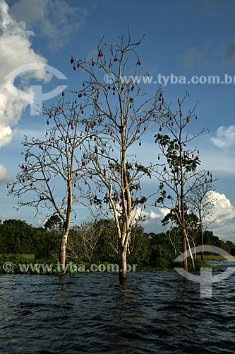  Subject: Igarape on Amazonas River / Place: Parintins city - Amazonas state (AM) - Brazil / Date: 06/2011 