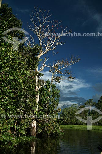  Subject: Igarape on Amazonas River / Place: Parintins city - Amazonas state (AM) - Brazil / Date: 06/2011 