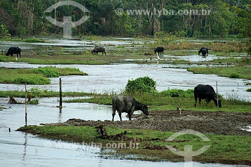  Subject: Creation of buffalos / Place: Parintins city - Amazonas state (AM) - Brazil / Date: 06/2011 