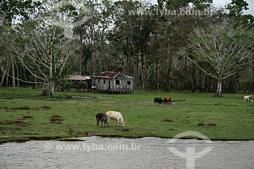  Subject: House on stilts on the banks of the Amazon River / Place: Itacoatiara city - Amazonas state (AM) - Brazil / Date: 06/2011 