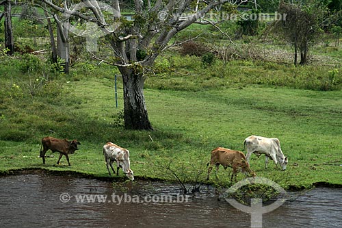  Subject: Livestock / Place: Itacoatiara city - Amazonas state (AM) - Brazil / Date: 06/2011 