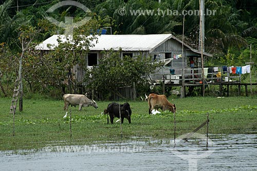  Subject: House on stilts on the banks of the Amazon River / Place: Itacoatiara city - Amazonas state (AM) - Brazil / Date: 06/2011 