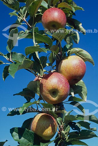  Subject: Planting apples / Place: Vacaria city - Rio Grande do Sul state (RS) - Brazil / Date: 2009 